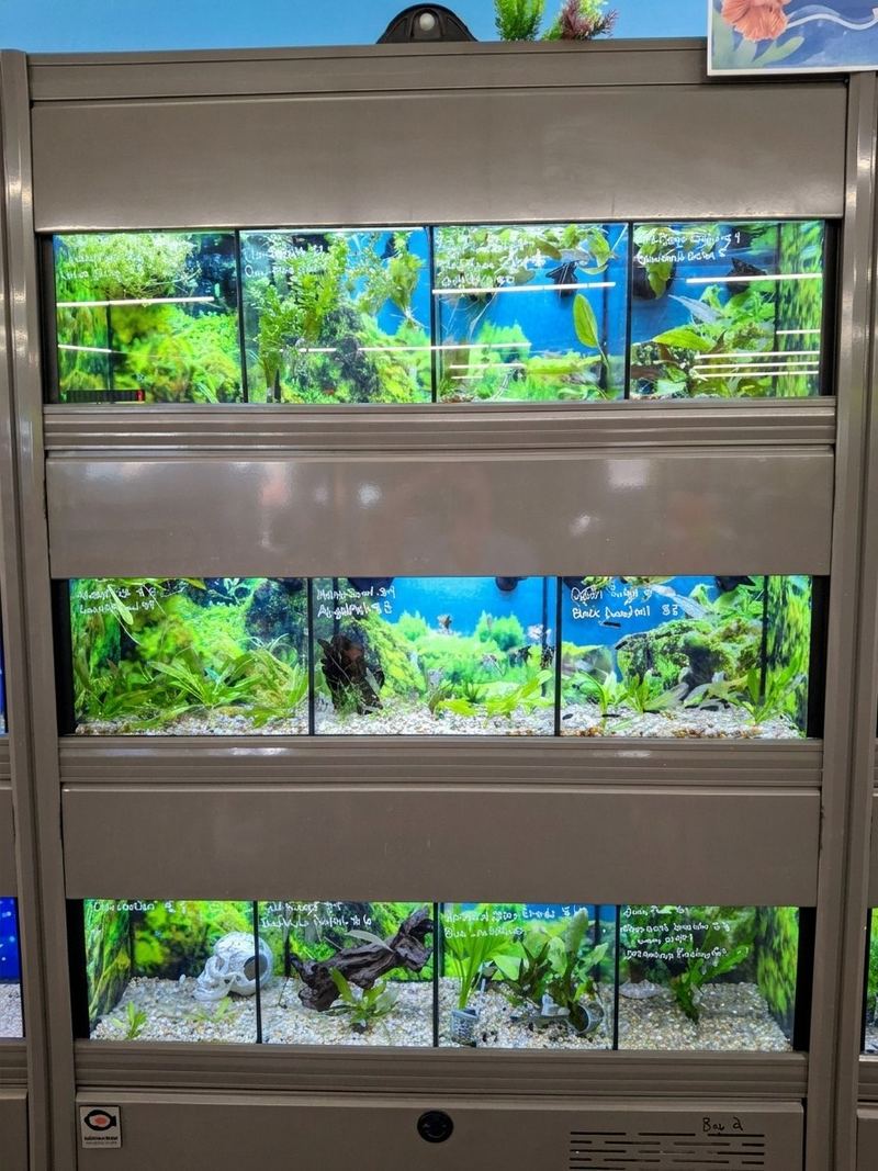 Rows of planted freshwater aquariums with hand-written fish names